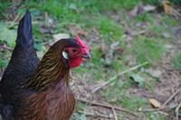 Rose-Combed Brown Leghorn