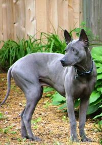 Thai Ridgeback.. They have a line of fur on their backs that goes the opposite way to their other fur :D