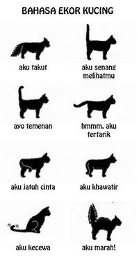 bahasa ekor Kucing