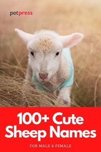 Check our list of the cutest names for a sheep or a baby sheep. These cute sheep names are name ideas for you new pet!