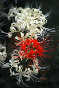 ~~Red in White | Lycoris radiata