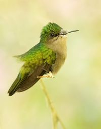 - Antillean crested hummingbird (Orthorhyncus cristatus) . - Photo by 👉 Matt Trevillion. - The Antillean crested hummingbird is a species of hummingbird in the family Trochilidae. Found across Anguilla, Antigua and Barbuda, Barbados, Dominica, Grenada, Guadeloupe, Martinique, Montserrat, north-east Puerto Rico, Saba, Saint-Barthélemy, Saint Kitts and Nevis, Saint Lucia, Saint Martin, Saint Vincent and the Grenadines, Sint Eustatius, the British Virgin Islands, the U.S. Virgin Islands, and the Lesser Antilles, while it has also been recorded as a vagrant in Florida, USA.