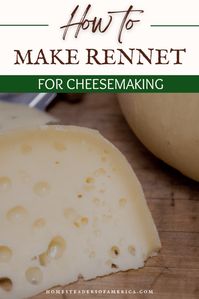 How to Make Rennet for Cheesemaking - Homesteaders of America