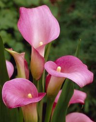 Zantedeschia rehmannii | pink calla Conservatory Greenhouse/RHS Gardening