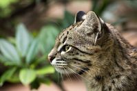 Geoffroy's cat | Another picture from a geoffroy's cat at Zo… | Flickr