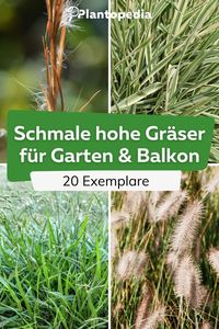 Nicht nur im Garten setzen schmale, hohe Gräser schöne Akzente. Als Sichtschutz oder Solitärpflanze sind sie auch auf dem Balkon eine wunderbare Möglichkeit, Akzente zu setzen. Wir haben für Sie eine Auswahl von 20 verschiedenen Arten zusammengestellt. 🌿