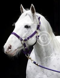 stallion | USA | 2001 | by Airdrie Apache out of Ms Dubious #thoroughbred #stallion #dominantwhite #colouredthoroughbred #whitethoroughbred