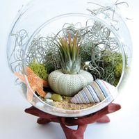 "Under the Sea" Terrarium.  Tillandsias require much less attention that other house plants & need no soil because water & nutrients are absorbed through the leaves. Provide them with bright, filtered light, & mist or soak them weekly. Just make sure to let the air plant dry completely before placing back inside terrarium: Includes:  Tillandsia Ionantha ;  Ombre Sea   Urchin Shell;  Sand;  Reindeer Moss;  Spanish Moss;  Starfish;  Sea Shell; Globe Terrarium size Height-5.5", D-5"