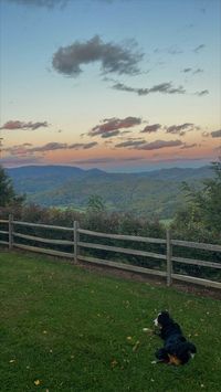 photo taken on grandfather mountain in north carolina! the dog is a bernese mountan dog (zoey!)