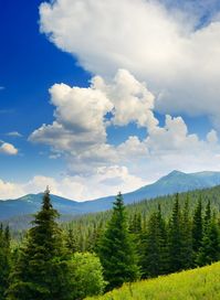 Beautiful pine trees on background high mountains stock images, #mountains, #sponsored, #stock, #images, #ad