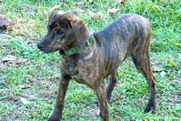 Treeing Tennessee Brindle Dog Breed Information - American Kennel Club