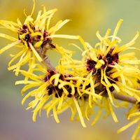 Flowering Chinese Witch Hazel (Hamamelis mollis)