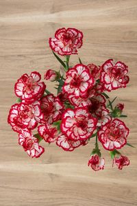 Mini Carnations are beautiful petite flowers that have around 3 to 5 blooms per stem. They have a long vase life and their blooms may double their size once they open. Mini carnations can be easily combined in any floral arrangement. Mix them with standard carnations to create delightful combinations! Mini Carnations come in bunches of 10 stems, each stem has 3 to 5 blooms.