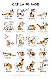 #ad A visual of calico cat poses and their meanings. #calico #poster #cats