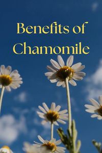 Chamomile tea: Relax and unwind with this natural remedy. It calms the nervous system, promotes deeper sleep, and eases anxiety and muscle aches. More effective than hydrocortisone cream for eczema, plus its antibacterial properties helps boost your immune system. Perfect for your wellness routine! Click on my Amazon associate link to start your chamomile journey.