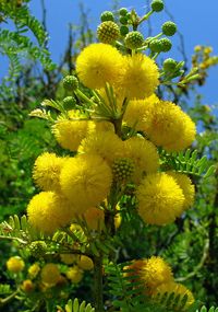 Mimosa: They look like a Dr. Seuss Flower