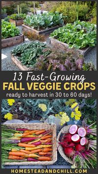 Up against the clock, with winter on the horizon? Don't let that stop you from gardening in the fall! Come discover the top 13 fastest growing cool season crops for your fall garden - some ready to harvest within 30 days or less. I also include tips on how to accelerate plant growth, and protect crops from early frost! #fallgarden #garden #gardentips #homestead #growfood