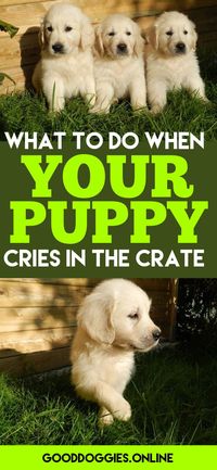 If your crate training your puppy, you've probably heard the crying. Learn what to do with these puppy training tips.