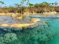 bacalar estromatolitos - Google Search