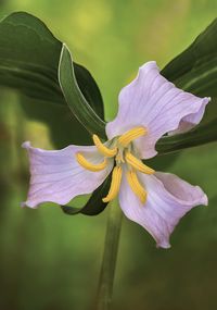 Trillium catesbaei