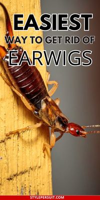 Learn how to get rid of earwigs in your home with these effective tips! Whether you’re dealing with earwigs in house or need garden pest control, this guide covers everything from using diatomaceous earth food grade to creating a DIY earwig killer. Try a natural earwig repellant or an earwig repellant for a chemical-free solution. Discover the best earwig killer methods, organic pest control options, and natural bug repellent ideas to tackle household bugs.