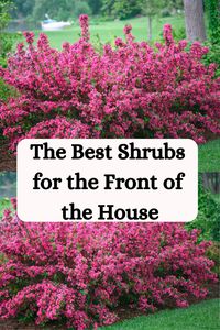 Discover the top shrubs to enhance the curb appeal of your home with our guide to the best shrubs for the front of the house. Choose the perfect plants to create a welcoming and beautiful landscape.