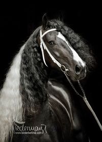 Gorgeous horse—Friesian x warmblood cross. (Bettina Niedermeyer)