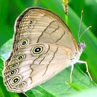 Appalachian Brown. Photo by Fred Goodwin -