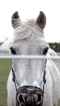  

RAMM's patented Shockline Flex Fence® electric coated wire is a great solution for containing horses, cattle, and many other livestock animals. It can be used as a standalone fencing system or in combination with other fence rails. Available in black, brown, and white in 1320' rolls.

✅ 20-Year Ltd. Mfg. Warranty

✅ Rails will never splinter or break

✅ No stress marks if the rail bends

✅ Rails never need to be painted

✅ UV-protected

✅ Made with pride in the USA

Planning a spring fence project? We welcome you to give us a call at 1-800-826-1287 to speak to an expert about what will work best for your property.

https://www.rammfence.com/fence/electric-horse-fence/shockline-electric-fence/shockline-1320-foot-rolls

