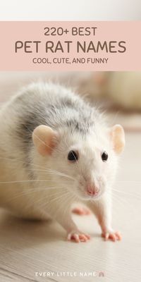 Rats can make great pets. They’re social, intelligent, and can learn tricks. Get inspiration from the complete list of rat names for your furry friend.