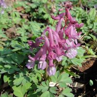 Corydalis solida