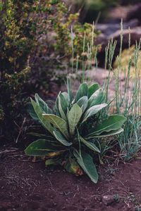 Let's learn about the wonderful plant Mullein (Verbascum) and its leaves, flowers & roots! What it is, where it grows, how to identify, foraging, uses, medicinal benefits and more.