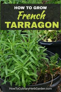 Learn how to grow, harvest, and preserve French tarragon in the garden. 🌿 Plus tips for companion planting, growing in pots and common problems encountered with growing this culinary favorite. | #herbgarden #culinaryherbs #growingherbs #foodgardens