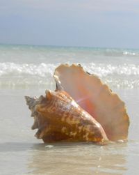 Shell along the Shore