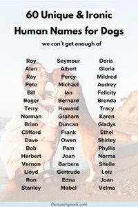 Want a funny and unique dog and puppy name? Check out 60 hilarious and cute human names fog dogs we’ll be obsessed with. If you��’re looking for a cute, unique, funny, or rare dog names, this list of gunny human dog names is for you! Cute puppy names, cute names for dogs