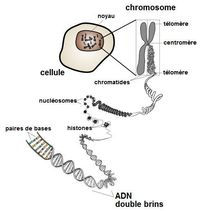 Schéma représentant l'ADN dans les chromosomes. © DP