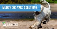 muddy dog yard solutions