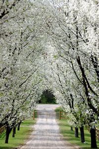 The way the light shines through the white on blooming pear trees warms my heart.