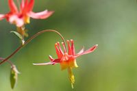 Native to woodland and rocky slopes in eastern North America, award-winning Aquilegia canadensis, commonly known as Canadian Columbine, features nodding, 1-2 in. wide (2-5 cm), long-spurred flowers with scarlet sepals, pale yellow petals, and bushy yellow stamens. They rise elegantly above lovely fern-like foliage, which remains handsome throughout summer, provided the soil is kept moist. Blooming in late spring to early summer, this perennial enjoys good disease resistance and brightens the sha