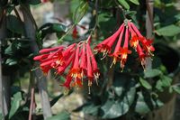 Major Wheeler Coral Honeysuckle (Lonicera sempervirens 'Major Wheeler') at The Growing Place