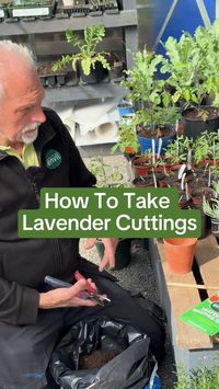 How to grow lavender from cuttings. Double your plants and watch them grow 💫 #lavenderfield #lavenderplants #plantcuttings #gardening