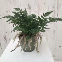 Buy hares foot fern Humata tyermannii 'Bunny': Delivery by Waitrose Garden in association with Crocus