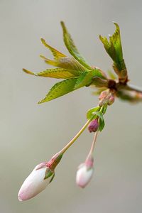 https://flic.kr/p/75vJ6k | 36340 | Emerging buds of prunus incisa the bride. Spring, blossom, white, pure, purity, cherry, tree