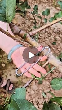 Agriculture Journeys on Instagram: "Farming techniques tools machine and gadgets

𝐕𝐈𝐒𝐈𝐓 my 𝐏𝐑𝐎𝐅𝐈𝐋𝐄__ @agriculture_journeys 😍 ".𝐊𝐄𝐄𝐏 𝐅𝐎𝐋𝐋𝐎𝐖𝐈𝐍𝐆__💯 "✓❤️♡__ _𝐋𝐈𝐊𝐄___♡❤️✓" "©✍️❍ ___𝐂𝐎𝐌𝐌𝐄𝐍𝐓___❍✍️⌲___𝐒𝐇𝐀𝐑𝐄___⌲✷" ⎙ ___𝐒𝐀𝐕𝐄___ ⎙

" "☞🎯___𝐅𝐎𝐋𝐋𝐎𝐖___☞"@agriculture_journeys ☜ ––––––––– 𝐓𝐔𝐑𝐍 🔛 𝐏𝐎𝐒𝐓 𝐍𝐎𝐓𝐈𝐅𝐈𝐂𝐀𝐓𝐈𝐎𝐍 🔔❝ ––––––––––

HASHTAGS
.
.
.
.
.
#farminggadgets #farminginspiration #farmingtools #tools #gadgets #gardeninghacks #farmers #farming #harvest #organicfarming #agriculture_journeys #organicgardening #permaculture #agriculture_global #agriculturebiologique #agricultureworld #agricultureworldwide #agriculture_technique #agriculture_worldwide #naturelovers #trees #plants #crops"