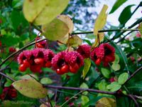 clay and limestone: Wildflower Wednesday: Euonymus americanus