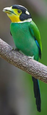 Longtailed Broadbill