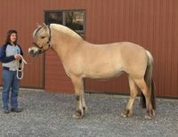 Norwegian Fjord Horse