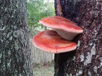 Fistulina hepatica (beefsteak mushroom)