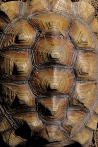 Turtle shell