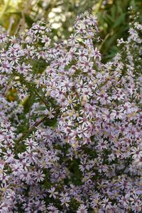 Keystone Plant Species | Prairie Nursery